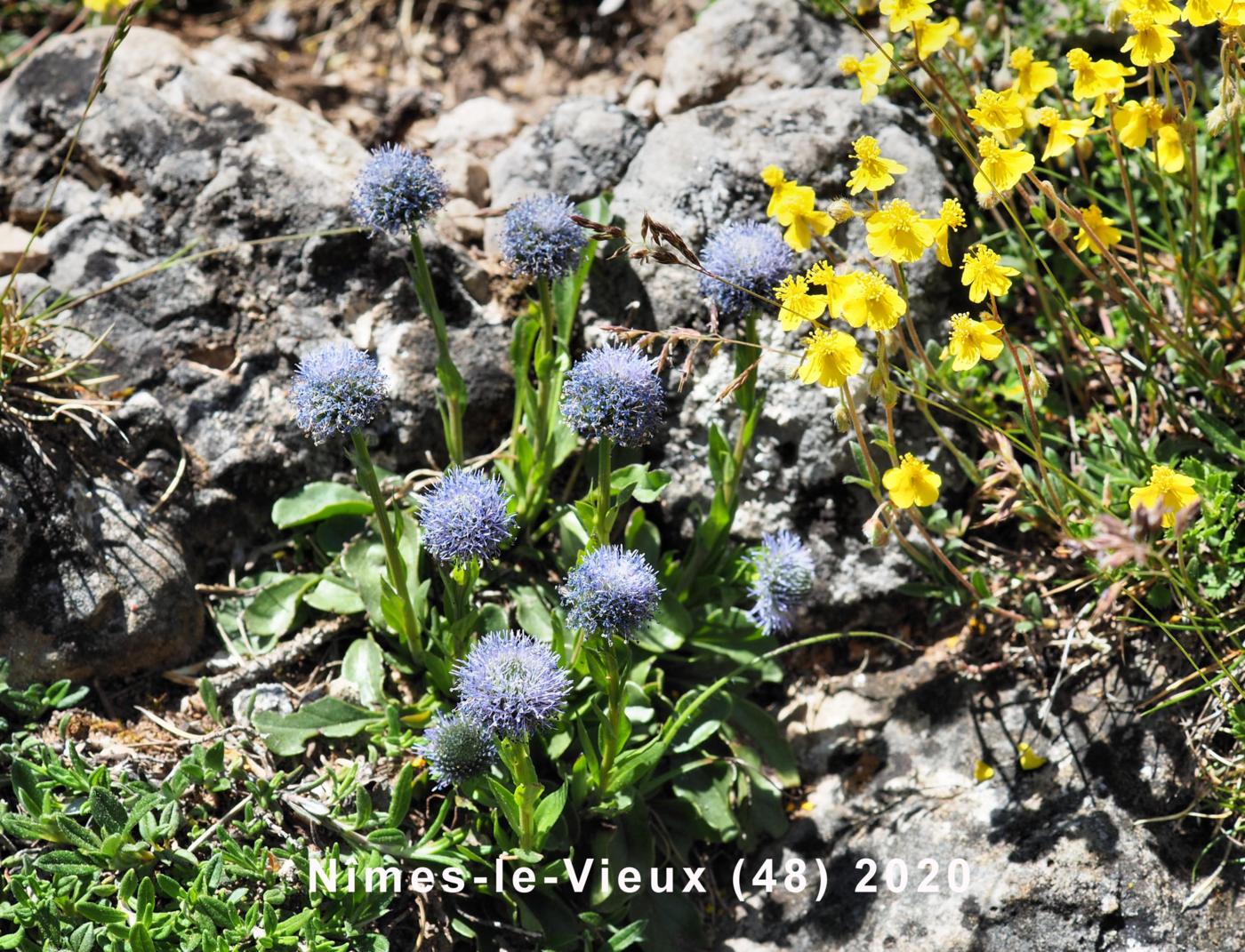 Globularia plant